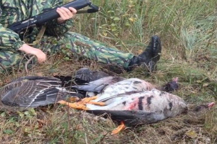 Ovçu məktəblini qazlarla səhv salıb  güllələdi  