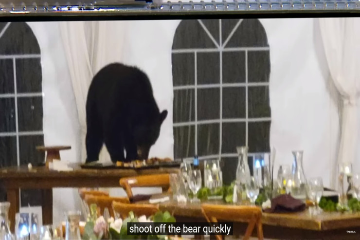 Ayı toy məclisinə girib bütün desertləri yedi - VİDEO 