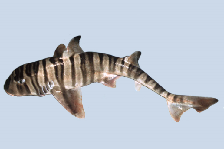İnsan kimi dişləri olan köpəkbalığı 