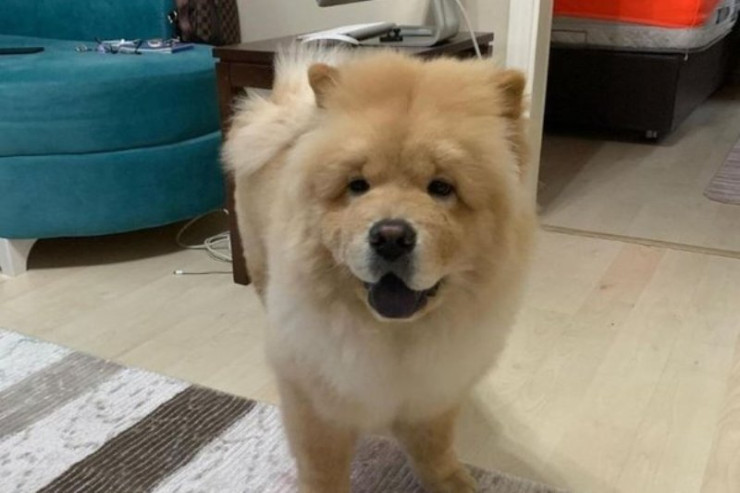 İt məşhur sənətçinin qulağının qopardı 