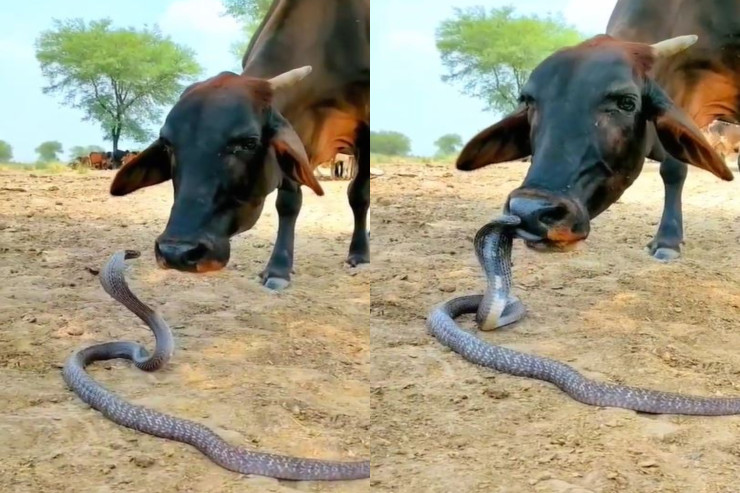 İnəklə kobranın dostluğu - VİDEO 