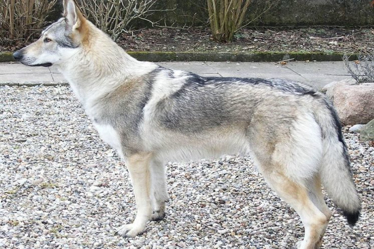 Canavar 3 aylıq körpəni öldürdü 