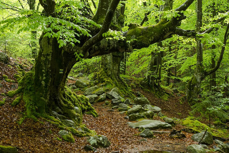 Bu bitki can dərmanıdır , xəbərimiz yoxdur