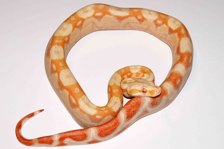 İlanların “istirahət pozası”-VİDEO 