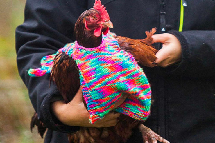 Maraqlı toyuq geyimləri-FOTO 