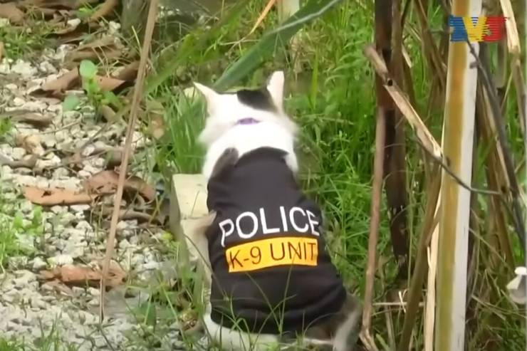 Bu ölkədə polis pişik  peyda oldu