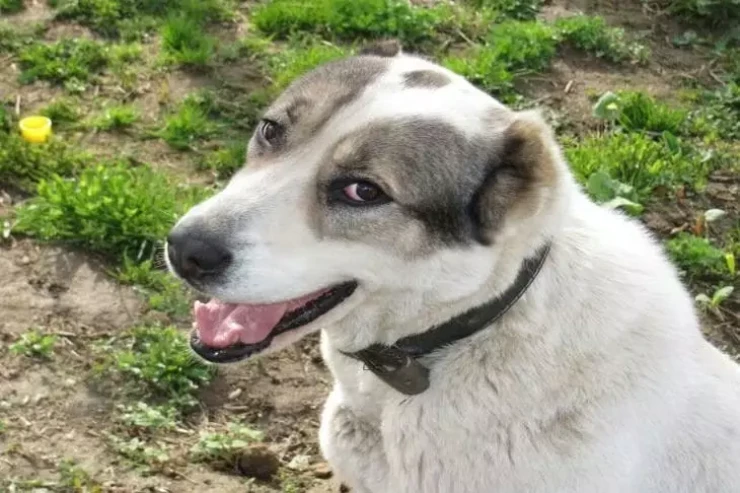  İtlər də yalan danışır:   Ev heyvanları sahiblərini aldatmağı necə öyrəniblər