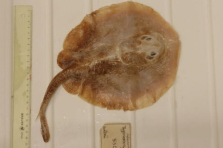 İnsan təqsiri üzündən nəsli kəsilən  ilk dəniz balığı 