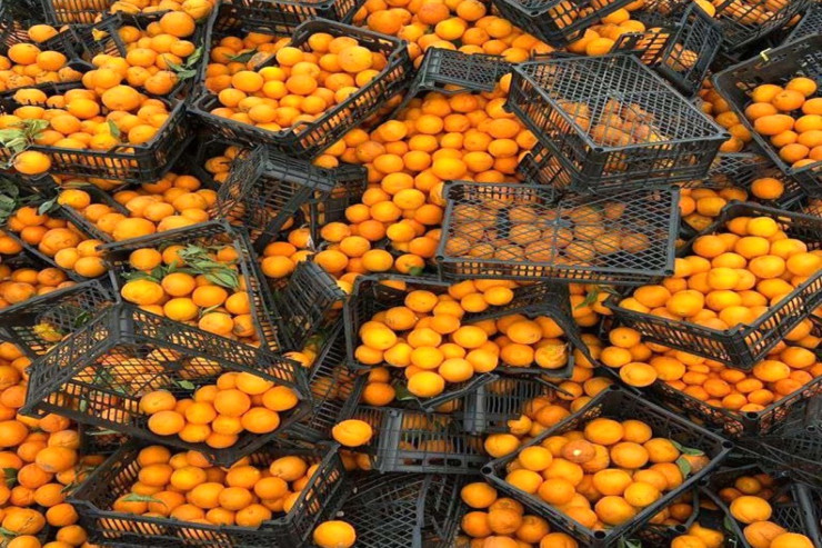 İrandan gətirilən portağalda  virus aşkarlandı 