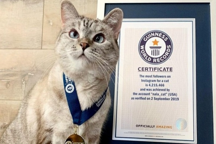 100 milyon dollar  sərvəti olan pişik