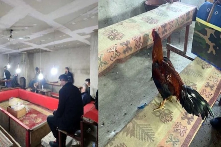 Heyvanları Qoruma Dərnəyində xoruz  DÖYÜŞDÜRÜLDÜ  : 50 min cərimə