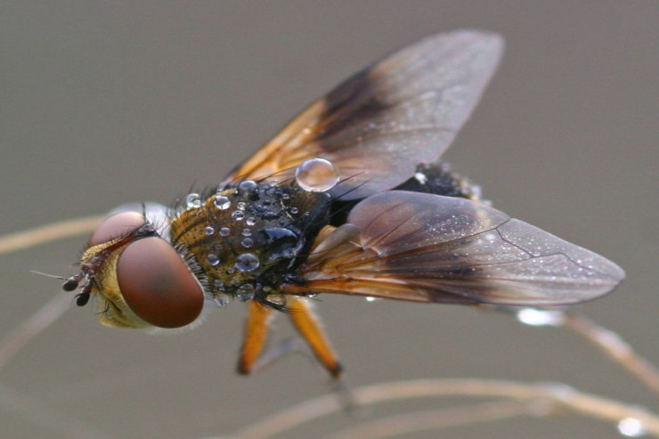Təhsilimizin baməzə işləri - Milçəklə avtobusu toqquşdururuq