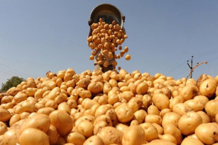 İrandan gətirilən 70 tondan çox kartofda bakteriya aşkarlandı - FOTO 