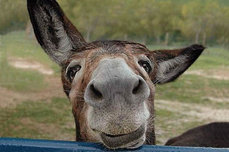 Niyə eşşək əti bəzi ölkələrdə  delikates sayılır,   bəzilərində qadağandır?