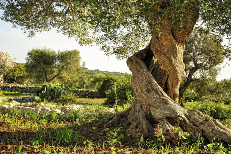 Bəşər övladı ilk olaraq bu bitkini  mədəniləşdirib