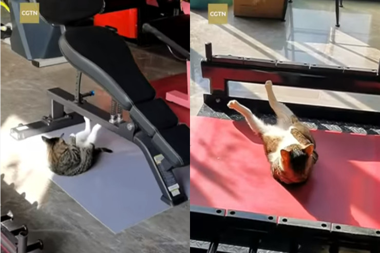 İdman zalında məşq edən pişik - VİDEO 