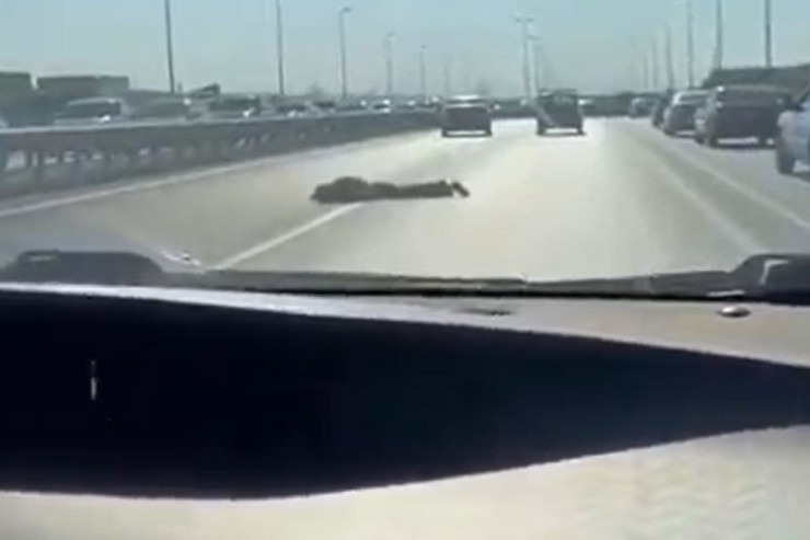 Bakıda kişi  yolda uzanıb   hərəkətə mane oldu -  VİDEO 