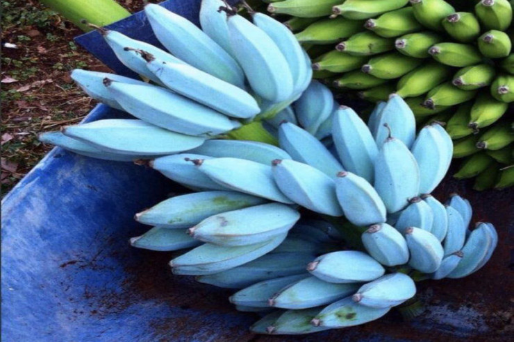 Bu rəngdə və dadda banan görməmisiniz 