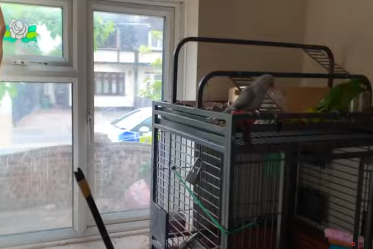 Tutuquşu  qadın kimi qışqırıb   polisləri köməyə çağırdı - VİDEO 