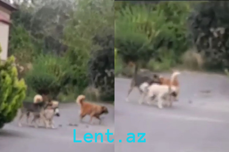 Zaqatalada sahibsiz itlər bağçaya hücum etdi - VİDEO 