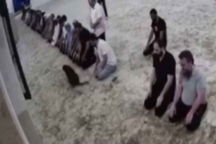 Sahibsiz it  məscidə   girdi, ortalıq qarışdı - VİDEO 