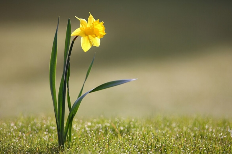 Nərgizgülü inəklərin yeminə qatılsa bu nəticə olar 