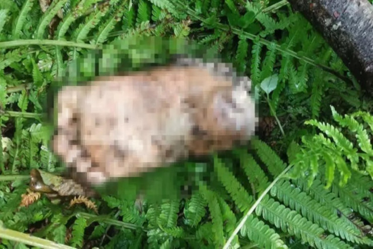 Dərədə  kəsilmiş ayaq   tapıldı