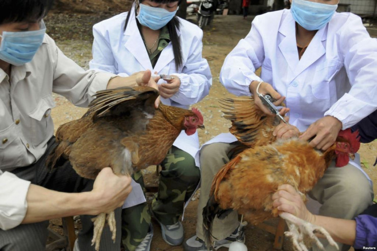 Qonşu ölkədə yarım milyon quş məhv edildi 