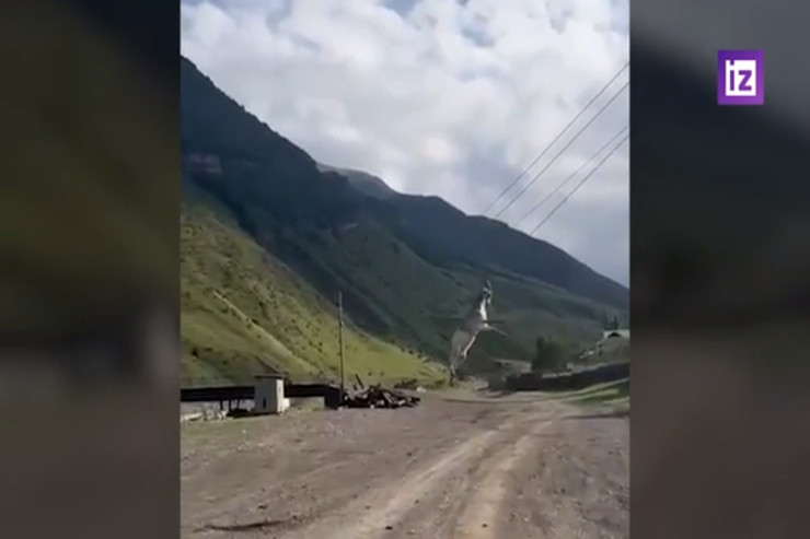 Keçi yük maşınından TULLANDI: Məftildən  asılı qaldı   -  VİDEO 