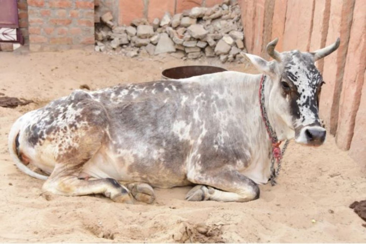 Polis inəyi həbs etdi - SƏBƏB 