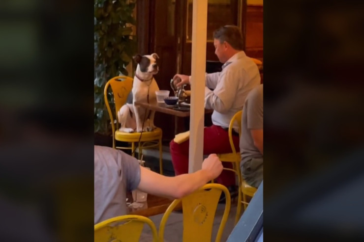 İt sahibi ilə restoranda nahar etdi, GÜNDƏM OLDU - VİDEO 