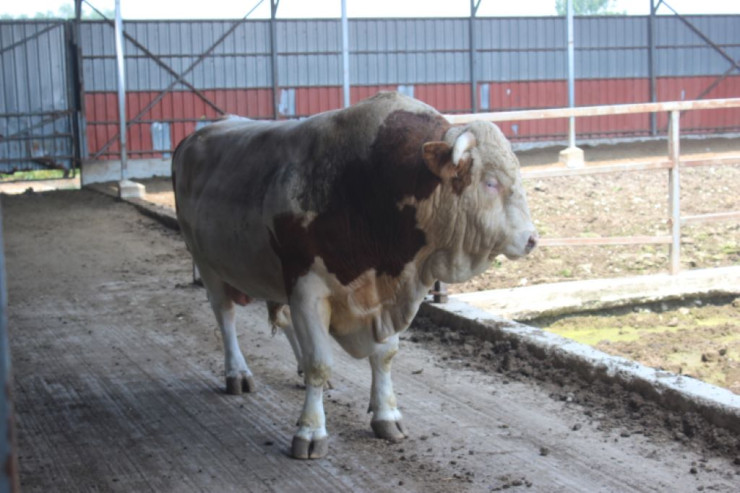 Ton yarımlıq öküzə müştəri axtarılır -FOTO 