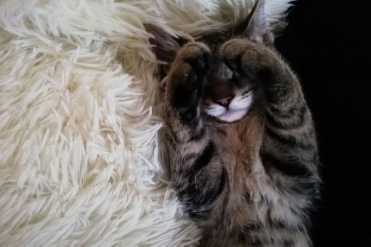 Pişiklər hansı rəngi sevmir?