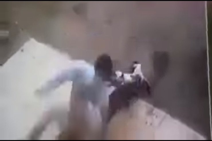 Pişik şəhər merinə HÜCUM ETDİ -  VİDEO 