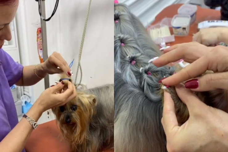 Aygün Kazımovanın itini "Svarovski" qaşlarla bəzədilər - VİDEO 