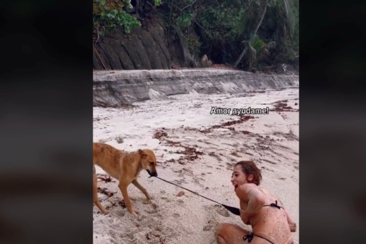 Çimərlikdə it qızın bikinisini qoparmağa ÇALIŞDI - VİDEO 