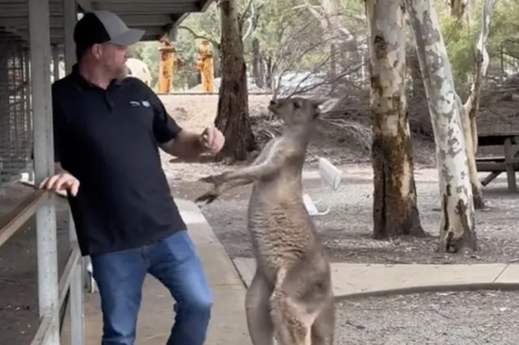Kenquru qadına görə kişi ilə  DAVA ETDİ   - VİDEO 