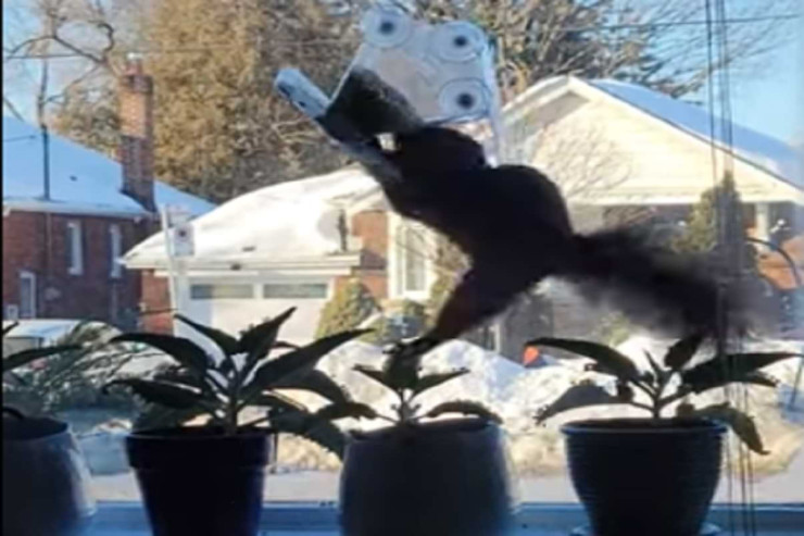 Dələ həyasızcasına quş yeməyini qarət etdi -  VİDEO 