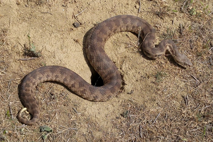 Bakıda küçədə ilan PEYDA OLDU  - VİDEO 