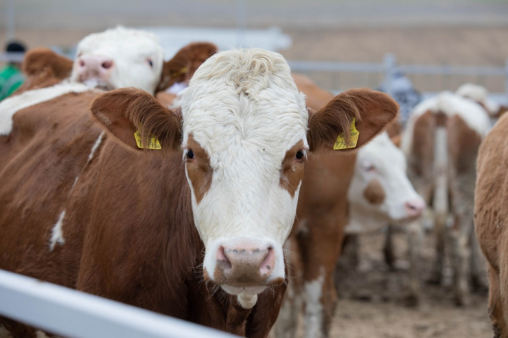 7 min manatlıq inək oğurlayan saxlanıldı