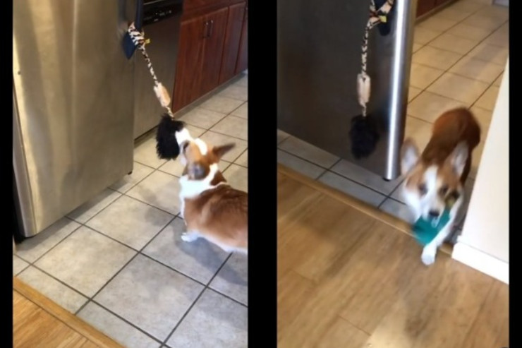 Sahibinə  pivə   gətirən it -  VİDEO 