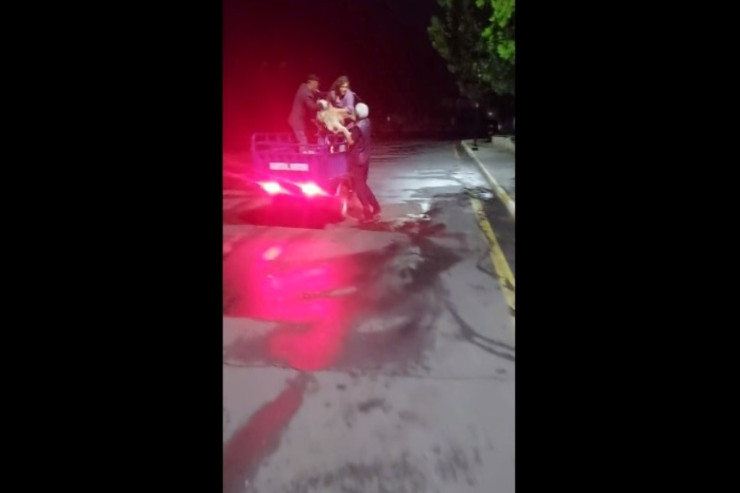 Polis Zaqatalada itlərin güllələnməsi ilə bağlı araşdırmalara başladı - YENİLƏNİB 