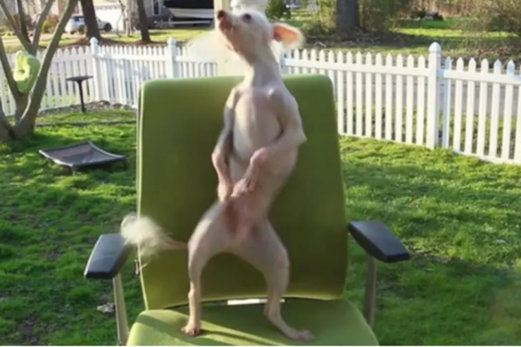 Ekzotik itdən stulda  enerjili   rəqs