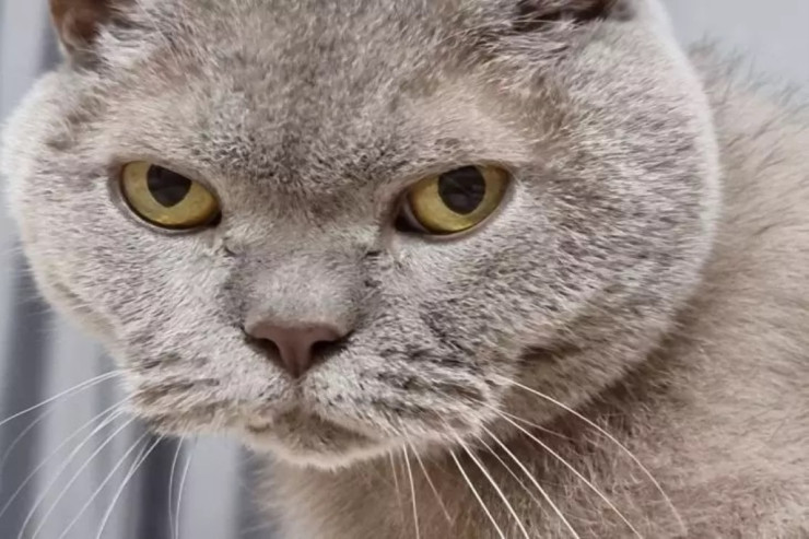 Pişiyin əllərdə oturmağı sevməməsinin SƏBƏBİ:  Qəribə davranışlar