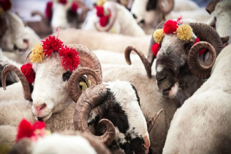 Qurbanlıqların satıldığı bazardan – REPORTAJ 