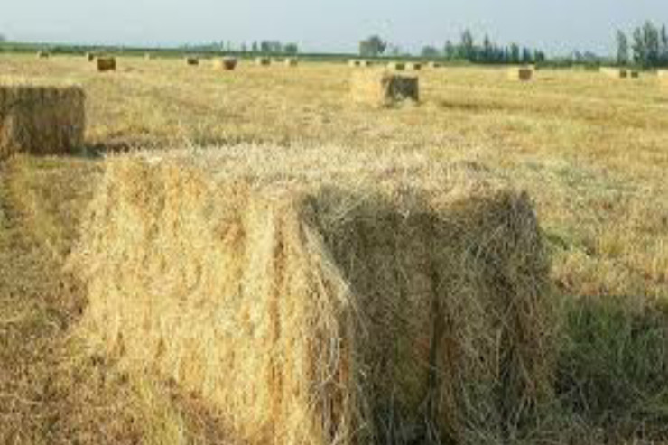 Çardağa ot yığan kişi  faciəvi şəkildə   öldü