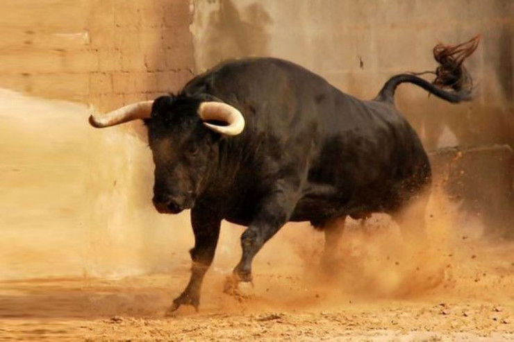 Sahibinin əlindən qaçan öküz təmir sexində tutuldu-VİDEO 