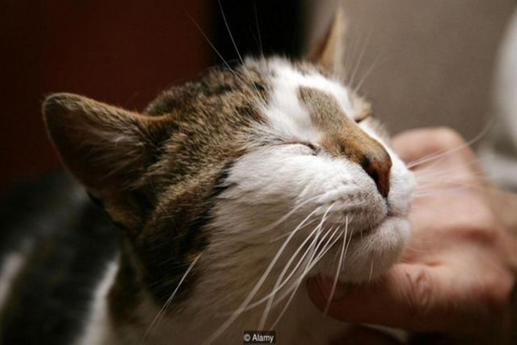 Pişiklər niyə sahiblərinin əmrlərini yerinə yetirmir? 