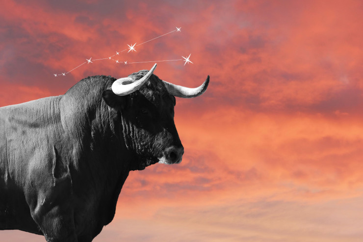 Qurbanlıq öküz çay plantasiyasını dağıtdı-VİDEO 