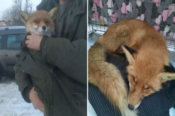 Qəbirqazanlar  tülkü balasına   ARAQ içirdilər 